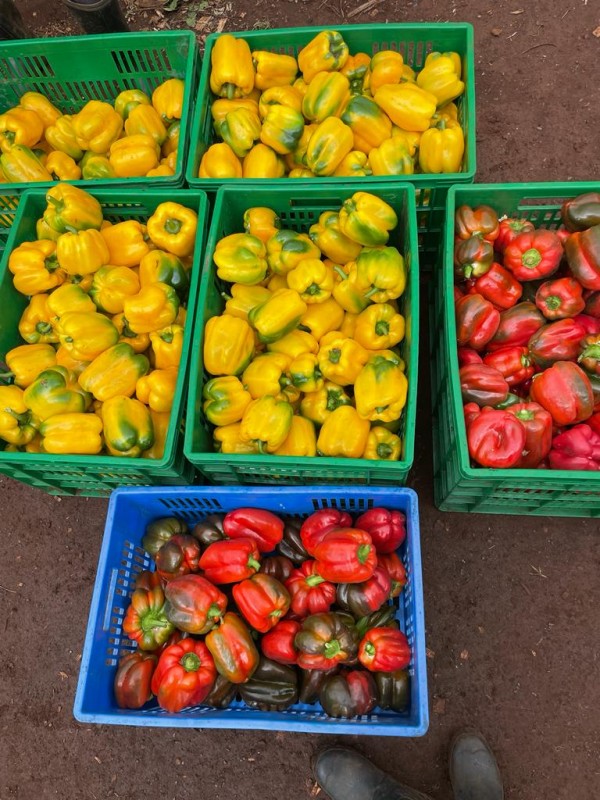 Red and Yellow Capsicum from Kenya
